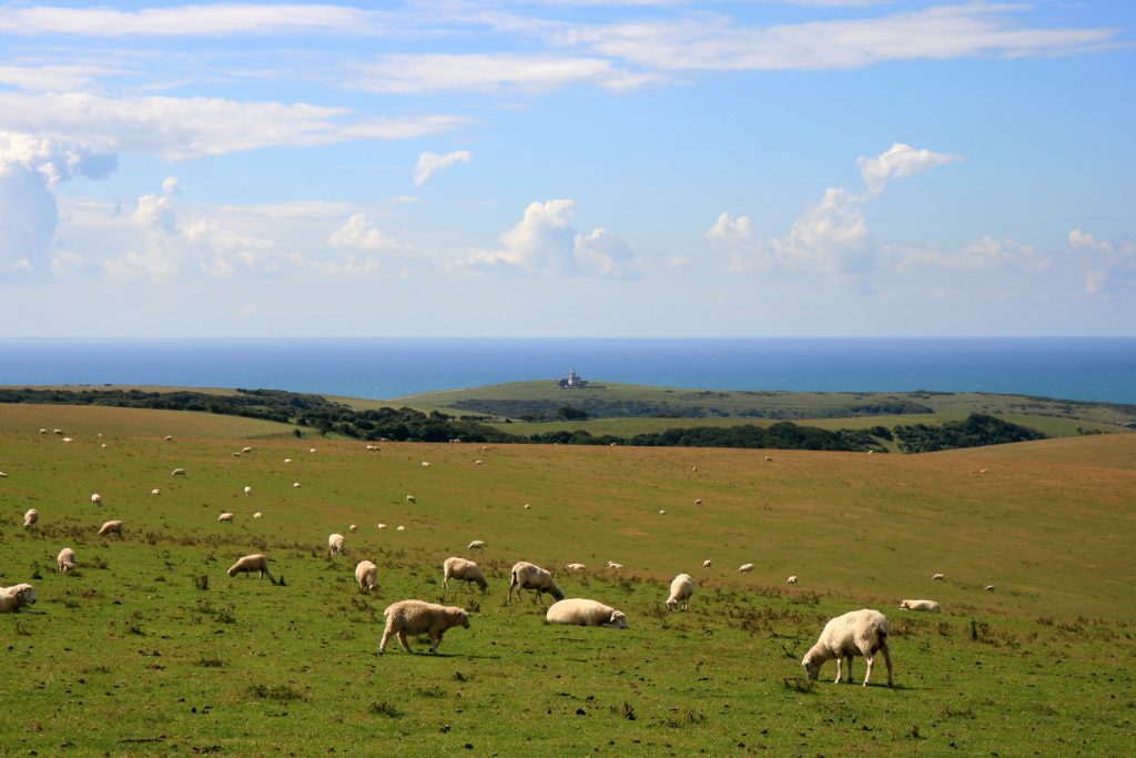 12. Belle Tout over Sheep Fields