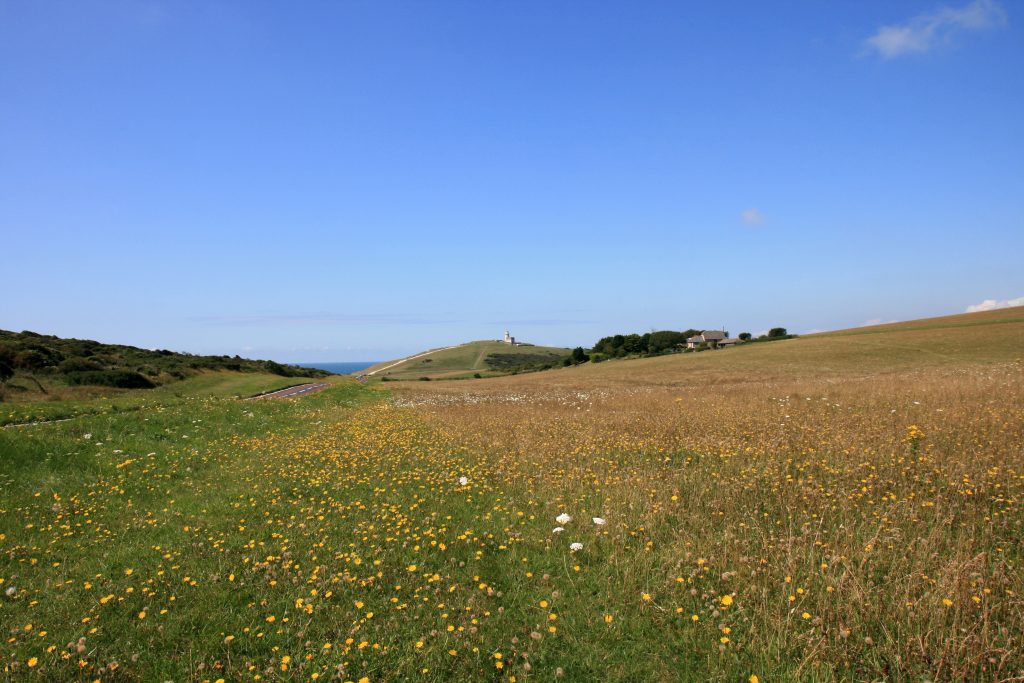 13. Field of Flowers